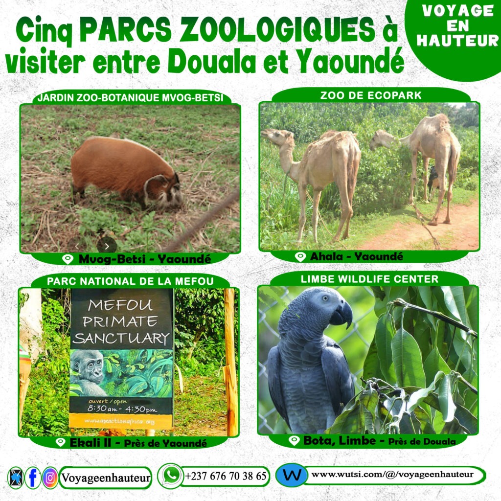 Article : Cinq parcs zoologiques incontournables entre Douala et Yaoundé