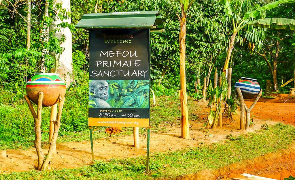 Sanctuaire à primates du Parc National de la Mefou  Crédit : Ape Actop,