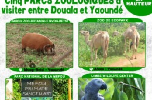 Article : Cinq parcs zoologiques incontournables entre Douala et Yaoundé