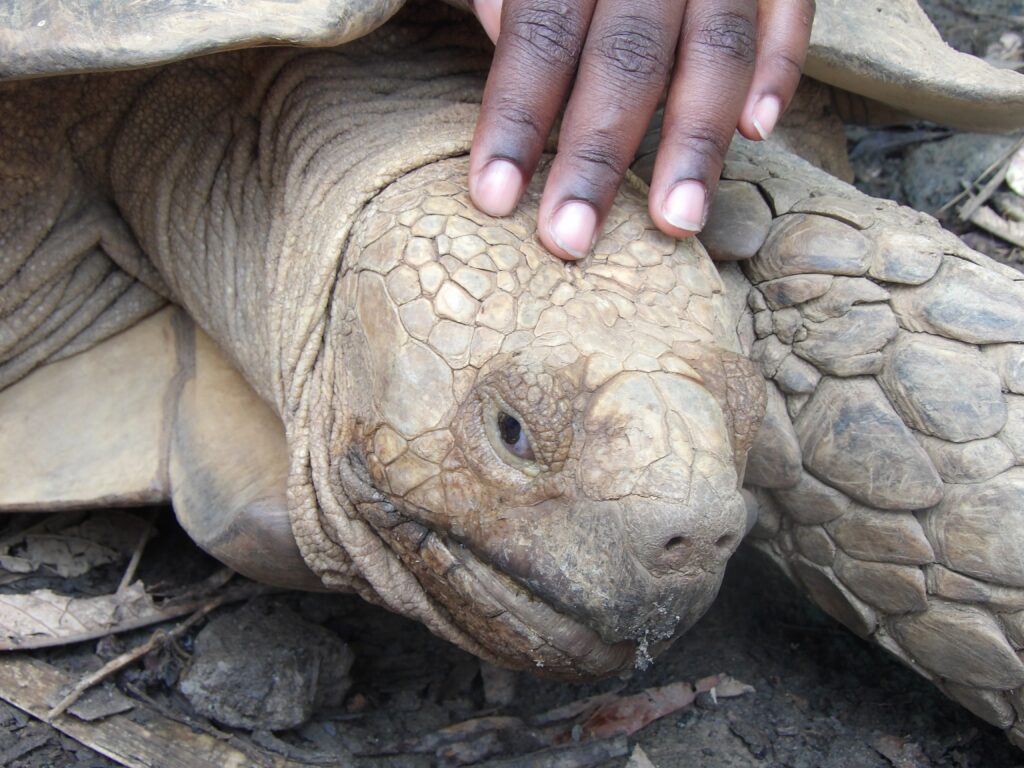 Tortue sillonnée à Ecopark Yaoundé. Crédit : Sidoine FEUGUI  - Evrard Messomo 