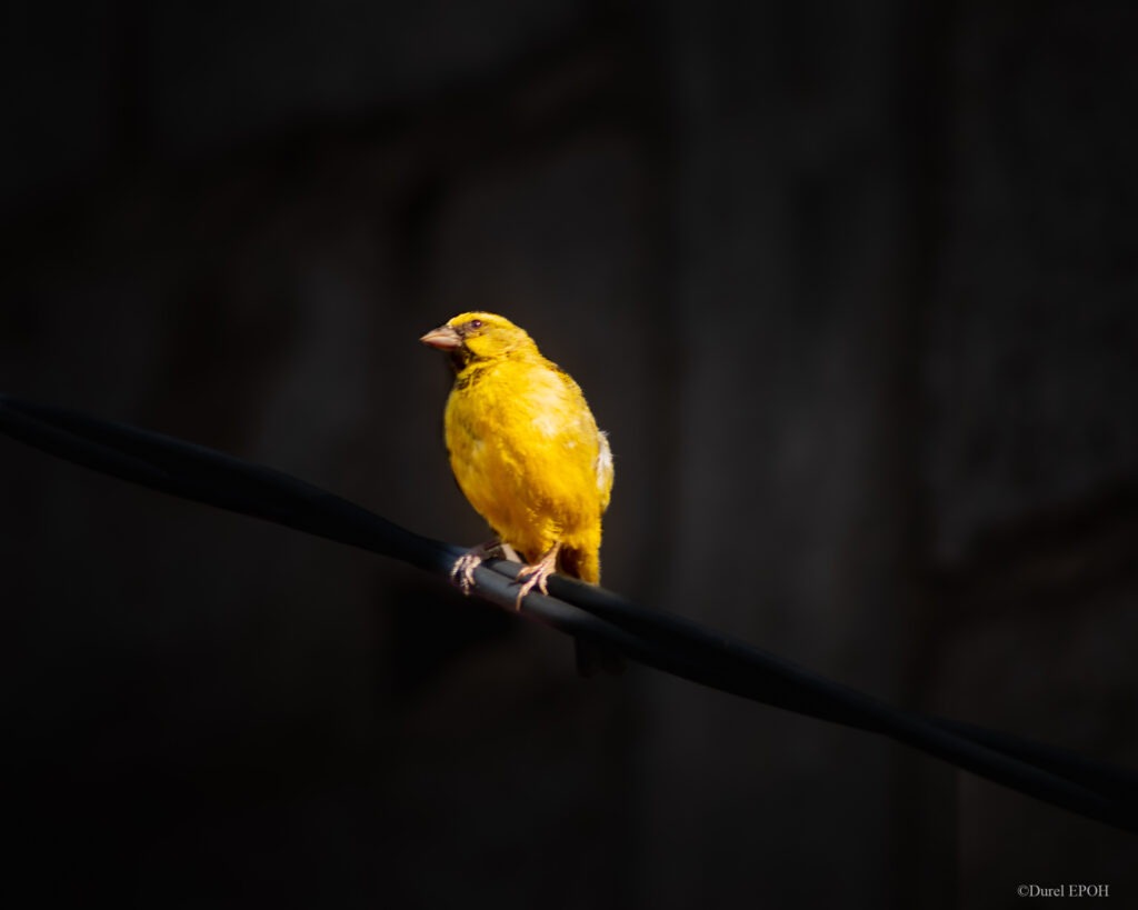 Le canari. Cr&eacute;dit : Durel Epoh concours &laquo; Wildlife Photographer of the Year &raquo; 2025. 