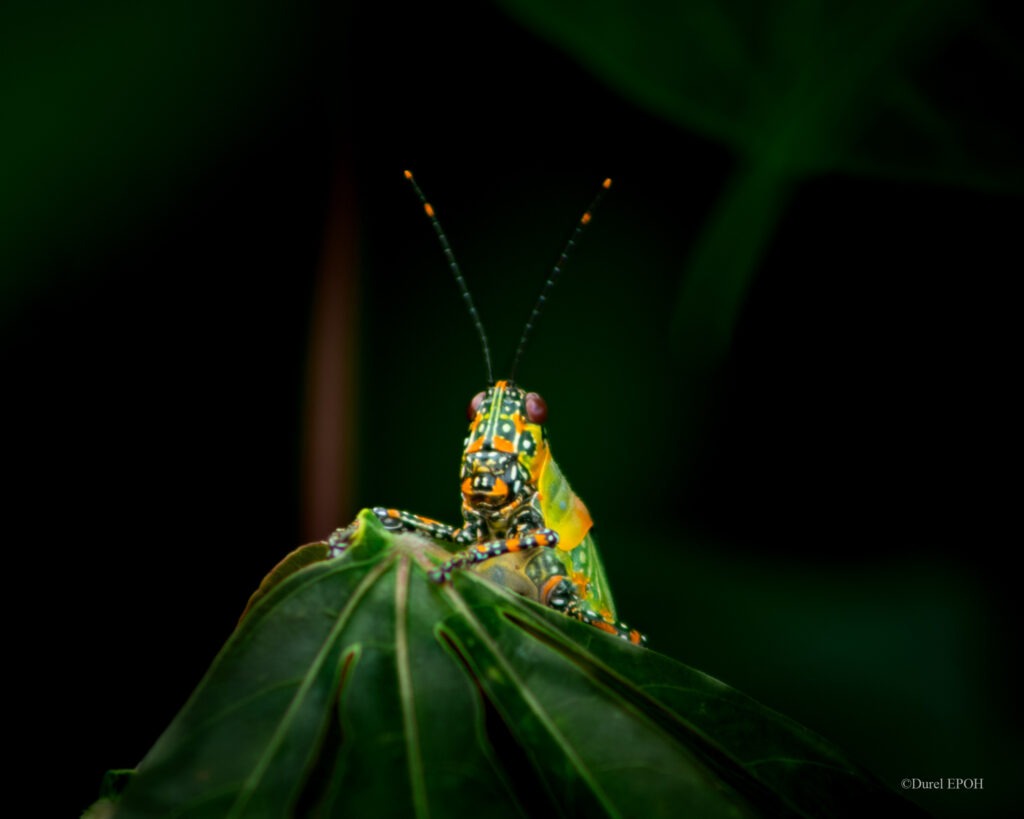 Une sauterelle pygm&eacute;e peinte (Dactylotum bicolor). Cr&eacute;dit : Durel Epoh